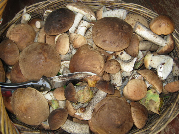 какие грибы собирают в лиде на газоне